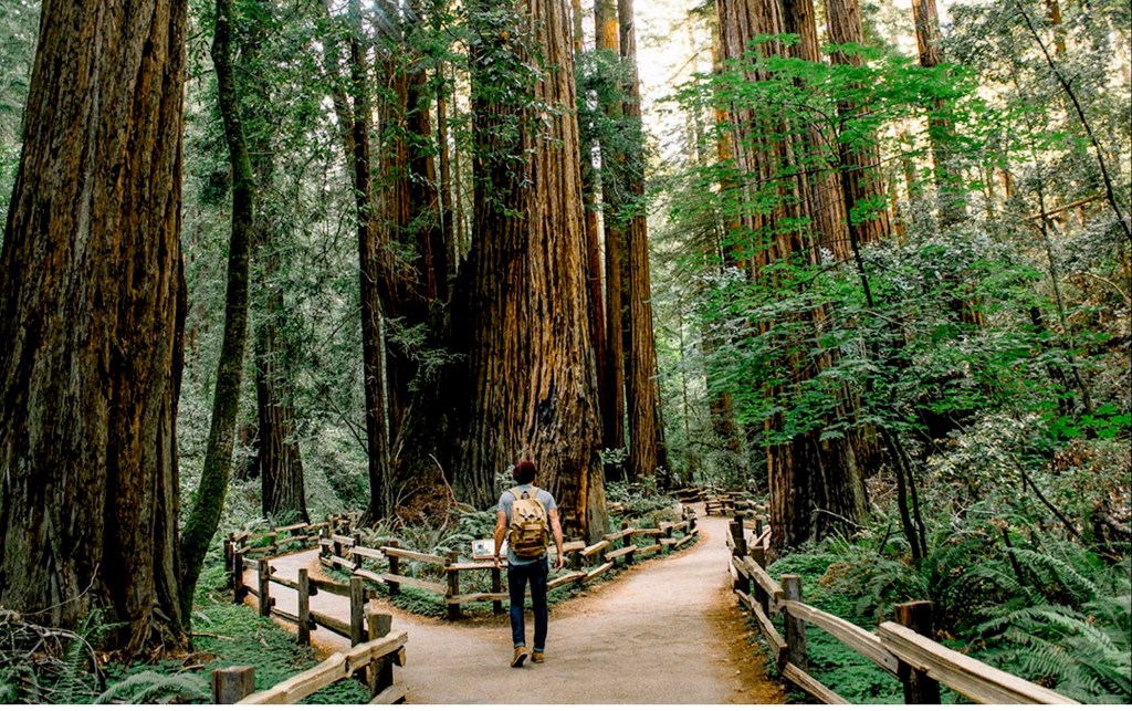 A person walking on a pathway surrounded by tall redwood trees in a lush forest.