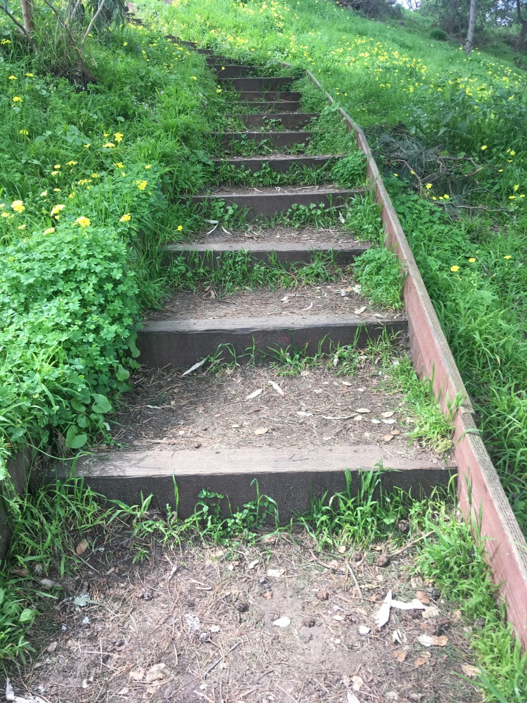 Wooden staircase leading up a grassy hill with wildflowers.